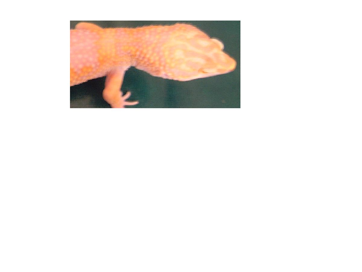 Yellow Phase Tremper Albino Female