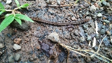 Costa Rica 1