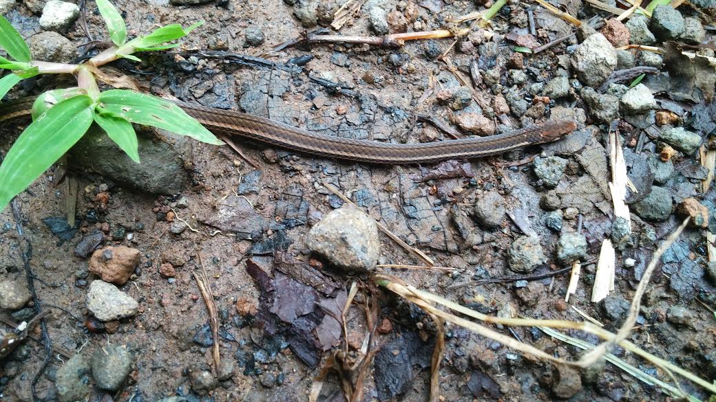 Costa Rica 1