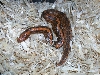 Striped Male KSB (Rufescens X)