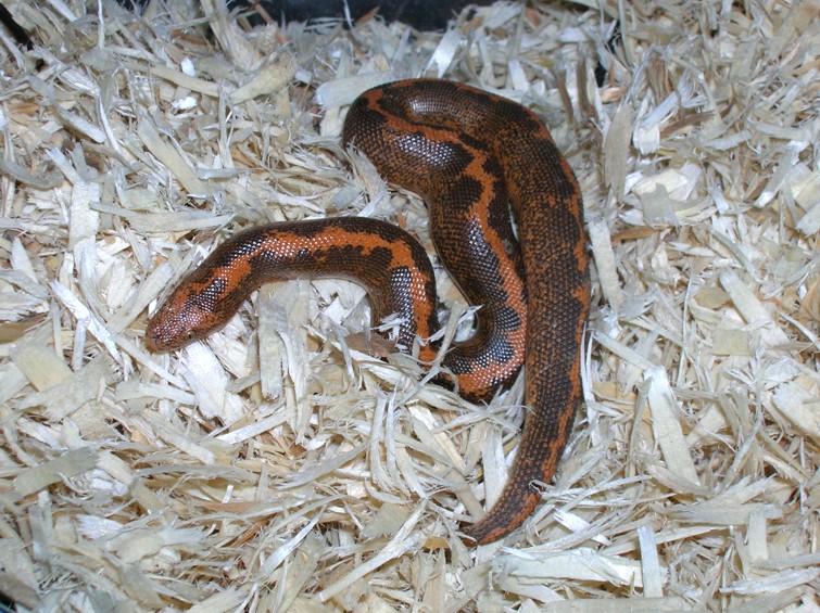 Striped Male KSB (Rufescens X)
