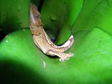 Hiding Crested Gecko
