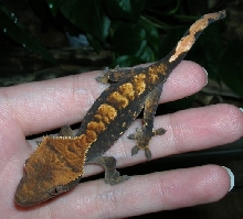 Flame Crested Gecko - Petco