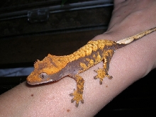 Harlequin Crested - Petco