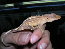 Crested Gecko - Petco (In Shed)