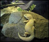 Ina- Female albino Leopard Gecko