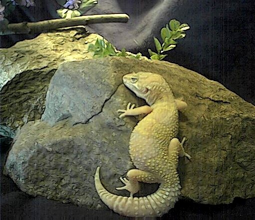 Ina- Female albino Leopard Gecko
