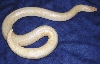 Albino Female Kenyan Sand Boa