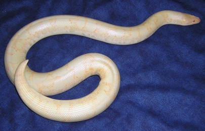 Albino Female Kenyan Sand Boa