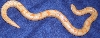 Albino Male Kenyan Sand Boa