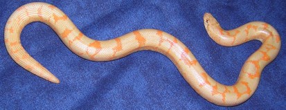 Albino Male Kenyan Sand Boa
