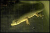 Arf-Day Gecko