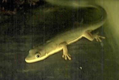 Arf-Day Gecko