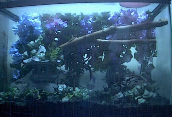 Day Gecko Cage