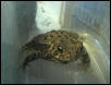 Button-Great Plains Toad