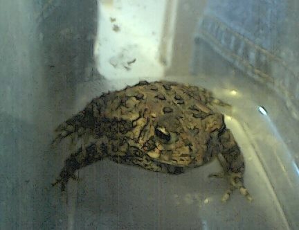 Button-Great Plains Toad