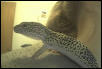 Panther-Leopard Gecko