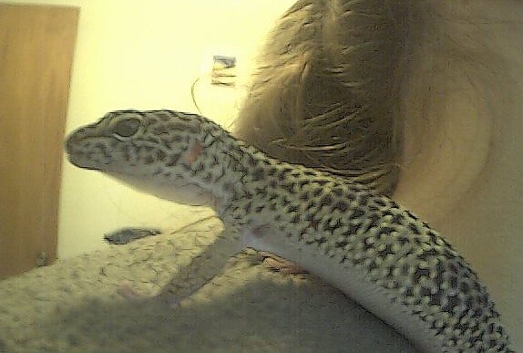 Panther-Leopard Gecko
