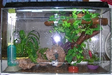 Crested Gecko Cage ("Mansion")