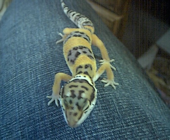 Tang-Leopard Gecko