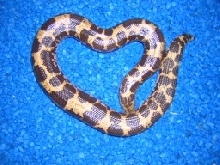 Kenyan Sand Boa "heart"