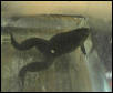Mud- African Clawed Frog