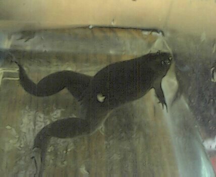 Mud- African Clawed Frog