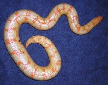 paradox albino female