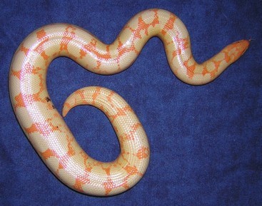 paradox albino female