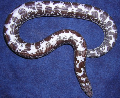 Anerythristic (Het paradox albino) Kenyan Sand Boa