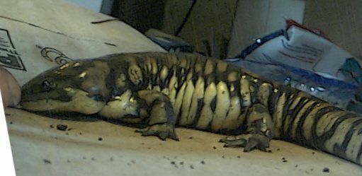Baby- Eastern Tiger Salamander