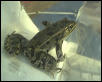 Scrotor - Leopard Frog