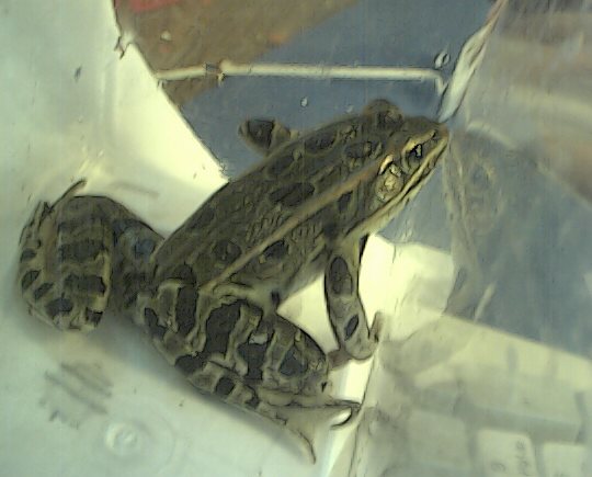 Scrotor - Leopard Frog