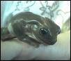 Sparkle-White's Tree Frog