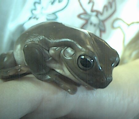 Sparkle-White's Tree Frog