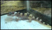 Trio (baby leopard gecko)