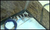 Yuki (baby leopard gecko)