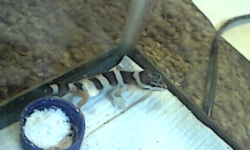 Yuki (baby leopard gecko)