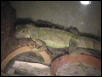Ziggy - Rescue Iguana