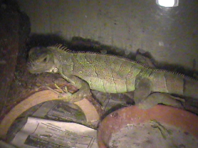 Ziggy - Rescue Iguana