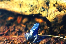 Dendrobates azureus
