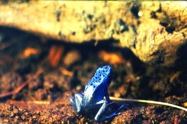 Dendrobates azureus