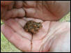 Bufo americanus - American Toad