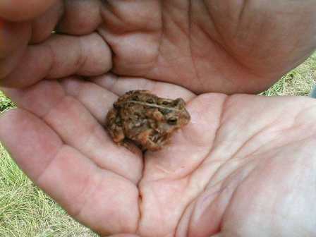 Bufo americanus - American Toad
