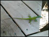 Anolis allisoni - Allison's Anole
