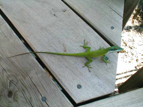 Anolis allisoni - Allison's Anole