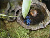 Dendrobates azureus 2