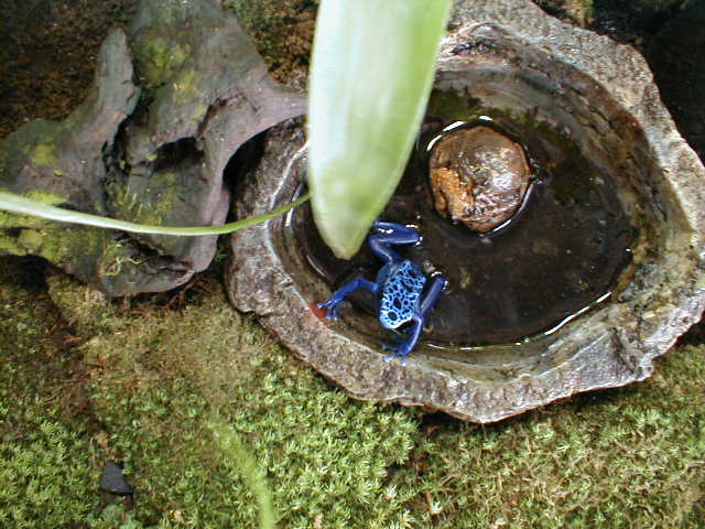 Dendrobates azureus 2