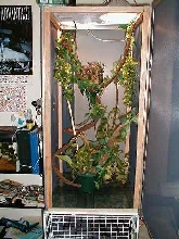 Custom Chameleon Cage