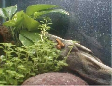 Mantella crocea